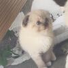 Scottish fold 1500