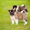 Beautiful imported Akita puppies avail7300930479