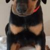 Doberman puppies for sale