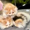 Persian kittens in Florida : brown Persian female $100 Free adoption of adult cats