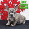 Toby Male French Bulldog