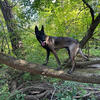 Male Belgian malinois for stud (NOT FOR SALE!!!)