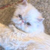 Persian white female cat available 