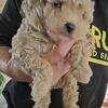 Toy poodle male