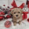Maltipoo male puppies available December 5th