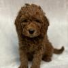Astro Mini Goldendoodle Male 