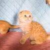 Paprika orange golden tabby baby girl scottish fold