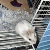 Tiny paws, Big heart looking for my forever home!