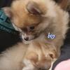 Pomeranian puppies!