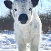 Mini high park heifer