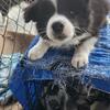 Pedigree Border Collie For Sale
