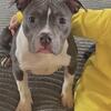 Female Bully 1 year old