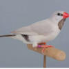 Grey Opaline Shaft Tail