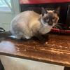 Handsome 1 year old Siamese Male Zane 