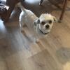 Shih Tzu Mix ( Maltese )Female adult