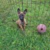 1/2 Belgian Malinois / 1/2 Dutch Shepherd 