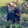 Top Quality Rottweiler Puppies