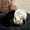 Bonded Pair Mini Lop Rabbits Need a Good Home