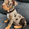 American bully for sale 