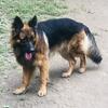 Free Long Hair German Shepherd 
