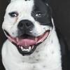 American Bully open for stud