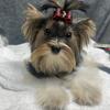 Tri Color T-cup Yorkie
