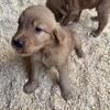 Golden retriever puppies 