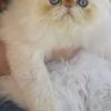 Flame point Himalayan with sapphire blue eyes!