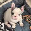 Frenchie pups 3 months 