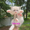 Purebred Ragdoll's 