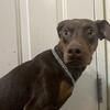 Doberman