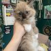 Mink ragdolls 