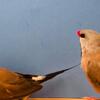Finches and Canaries