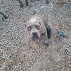 ICCF registered Cane Corso