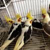 Cockatiels 