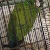 DNA male Severe Macaw REDUCED