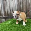 English Bulldog updated 