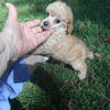Bonnie small mini poodle female