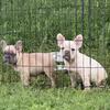 Two male French Bulldog Puppies