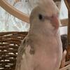 Super sweet 10 week old baby cockatiels
