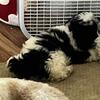 Female ShihPoo Available 