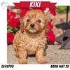 RED CAVAPOO PUPS 