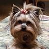 Yorkie puppies