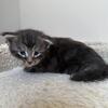 "SLATE" Male Black Tabby Maine Coon, TICA registerd