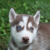 Siberian husky puppies
