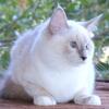 Willow Ragdoll Kitten Kittens Female Blue Lilac Point Pointed White Mitted For Sale Purebred Tica