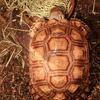 Female Sub adults Sulcata Tortoise 🐢 🔥❤️