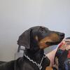 Doberman pinscher pup available 