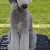 Bedlington puppies available for reservation