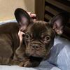 French bulldog puppy 